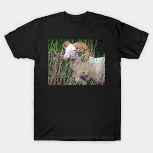 Animal Farm Life Art Photography Goat Ram in Field Meadow Country Animals T-Shirt